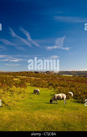 Moutons dans le champ du Saint-Laurent - fait partie de la National Trust Estate Longshaw dans le parc national de Peak District Derbyshire Banque D'Images