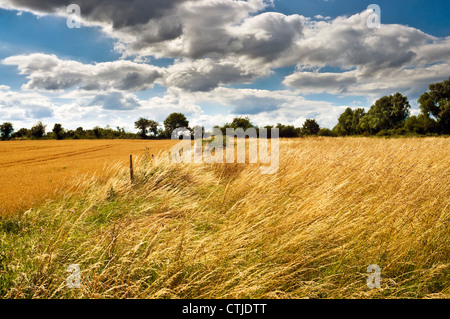 Les nuages de tempête réunissant plus de terres agricoles et de champ de maïs mûr - Indre-et-Loire, France. Banque D'Images