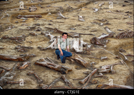 Le Dr Xu paléontologue chinois Xing pose parmi les restes de dinosaures à bec de canard à Zhucheng, Shandong, Chine. 06-Jun-2012 Banque D'Images