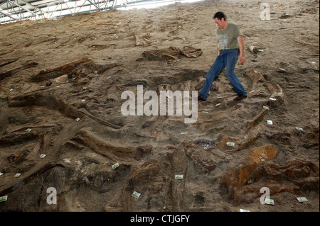 Le Dr Xu paléontologue chinois Xing balades parmi les restes de dinosaures de Zhucheng, province de Shandong, Chine. 06-Jun-2012 Banque D'Images
