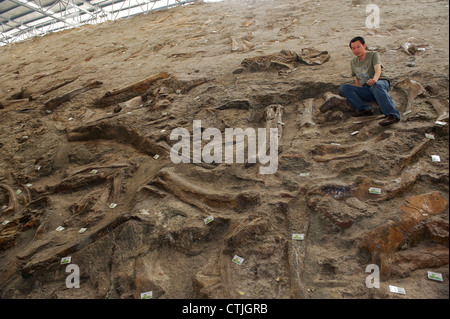 Le Dr Xu paléontologue chinois Xing pose parmi les restes de dinosaures de Zhucheng, province de Shandong, Chine. 06-Jun-2012 Banque D'Images