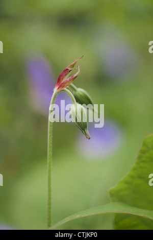 Geranium 'Rozanne' Gerwat boutons de fleurs, juin, UK Banque D'Images