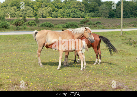 Famille avec un poulain poney d'alimentation c'est la mère. Banque D'Images