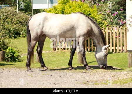 Une nouvelle forêt poney. Banque D'Images