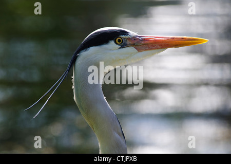Un gros plan de la tête d'un héron cendré (Ardea cinerea) dans Regent's Park, Londres. Avril. Banque D'Images