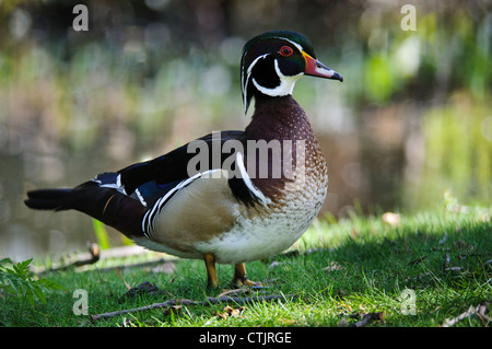 Caroline, ou un canard branchu (Aix sponsa), dans la région de Regent's Park, Londres. Avril. Objet en captivité. Banque D'Images