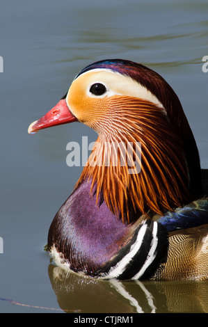 Mâle adulte Canard mandarin (Aix galericulata) dans Regent's Park. Londres. Impossible de dire si c'est un captif ou un oiseau sauvage. Banque D'Images