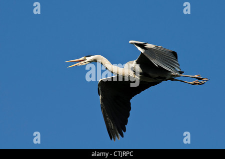 Un héron cendré (Ardea cinerea) appelant tout en volant au-dessus de Regent's Park, Londres. Avril. Banque D'Images