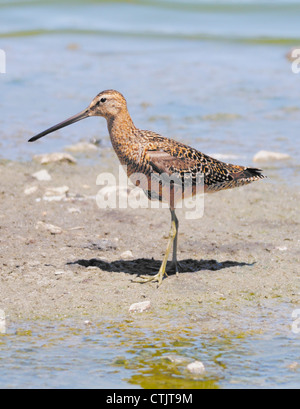 Un oiseau de Courlis à long bec (Numenius americanus) vu ici debout sur la rive. Banque D'Images