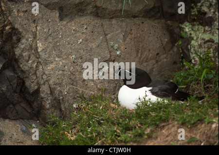 Petit Pingouin, Alca torda, sur un nid, Skomer, dans le sud du Pays de Galles, Royaume-Uni Banque D'Images