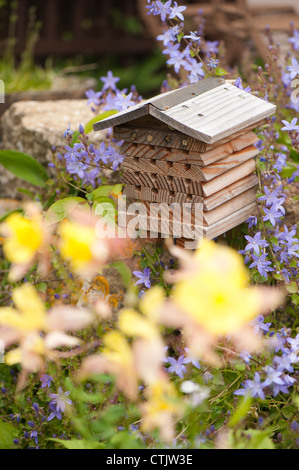 Insect house entouré de Campanula poscharskyana campanule de fuite, Banque D'Images