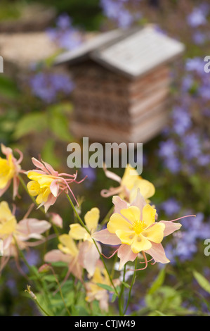 Aquilegia avec une maison d'insectes dans l'arrière-plan Banque D'Images