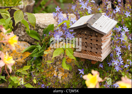 Insect house entouré de Campanula poscharskyana campanule de fuite, Banque D'Images