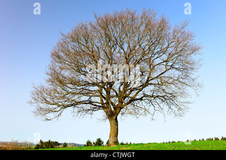 Un seul arbre de chêne par ville Pruem, Rhénanie-Palatinat / Allemagne Banque D'Images