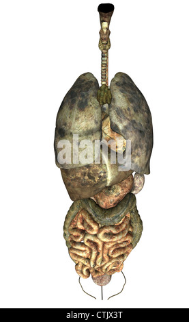 L'anatomie des organes (poumons, cœur, foie, digestion), pourri, malsain Banque D'Images