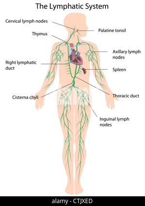 Le système lymphatique étiqueté Banque D'Images