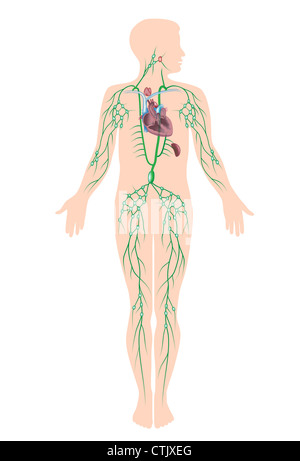 Le système lymphatique Banque D'Images