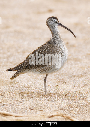 Whimrel (Numenius phaeopus), un oiseau de wader, vu ici debout dans l'eau. Banque D'Images