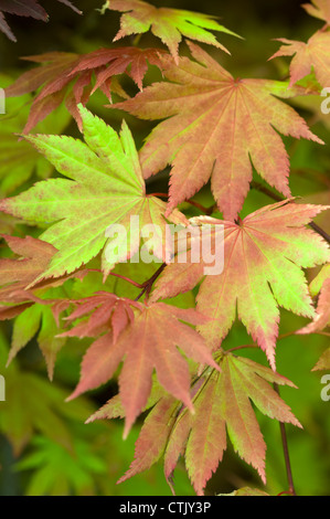 Acer shirasawanum 'Autumn Moon' feuillage d'été Banque D'Images