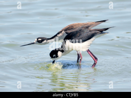 Deux pilotis à col noir se nourrissant en eau peu profonde, longues pattes roses et bec pointus visibles. Cuissardes gracieuses au plumage noir et blanc saisissant. Banque D'Images