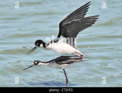 Une paire de stilts à col noir (Himantopus mexicanus) vus ici debout dans l'eau. Banque D'Images