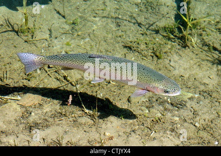 La truite arc-en-ciel colorés dans l'eau claire de l'habitat sain Banque D'Images