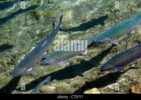 La truite arc-en-ciel colorés dans l'eau claire de l'habitat sain Banque D'Images