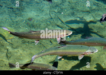 La truite arc-en-ciel colorés dans l'eau claire de l'habitat sain Banque D'Images