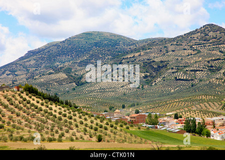 Espagne, Andalousie, province de Jaén, olive plantation, Banque D'Images