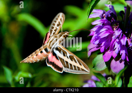 Hummingbird hawk moth Banque D'Images