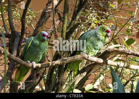 Couple de perroquets verts (Amazonie finschi) perchés sur une branche Banque D'Images