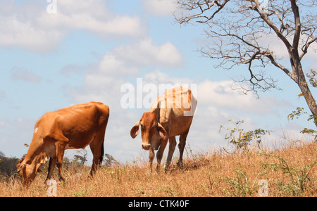 Vaches qui paissent sur colline à San Juan Del Sur, Nicaragua Banque D'Images