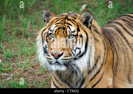 Grande image d'un grand mâle tigre de Sumatra Banque D'Images