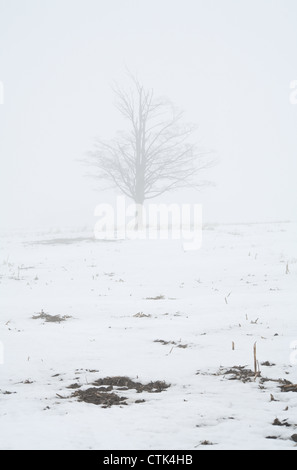 Arbre isolé dans un champ. Banque D'Images
