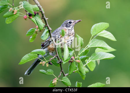 American Robin Juvenile perchée dans Mulberry Tree Bird songbird Banque D'Images