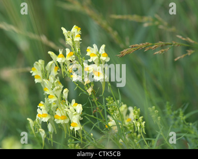 Linaire vulgaire, la linaire jaune, beurre et oeufs / Linaria vulgaris / Echtes Leinkraut Banque D'Images