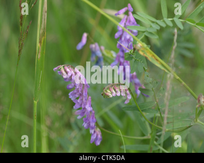 Vesce jargeau, vache, vesce vesce d'oiseaux, la vesce boréale / Vicia cracca / Vogel-Wicke Banque D'Images