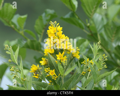 Jardin Salicaire / Lysimachia vulgaris / Gewöhnlicher Gilbweiderich Banque D'Images