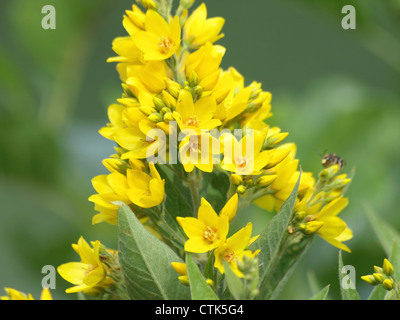 Jardin Salicaire / Lysimachia vulgaris / Gewöhnlicher Gilbweiderich Banque D'Images