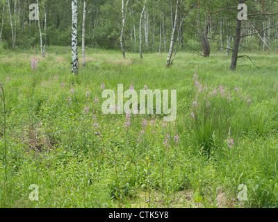 Bois et prairie dans l'Arrach haute lande / Wald und Wiese im Hochmoor Arracher Banque D'Images