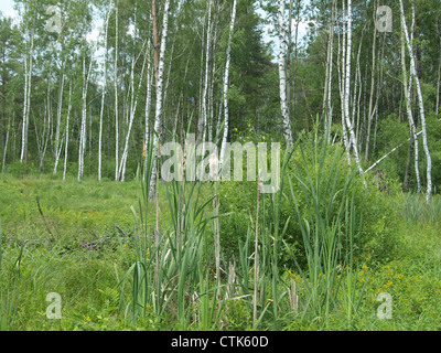 Bois et prairie dans l'Arrach haute lande / Wald und Wiese im Hochmoor Arracher Banque D'Images