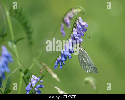 Blanc veiné de vert sur une vesce jargeau / Pieris napi, Vicia cracca / Rapsweißling une Vogel-Wicke Banque D'Images