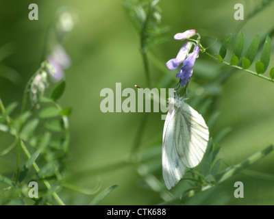 Blanc veiné de vert sur une vesce jargeau / Pieris napi, Vicia cracca / Rapsweißling une Vogel-Wicke Banque D'Images