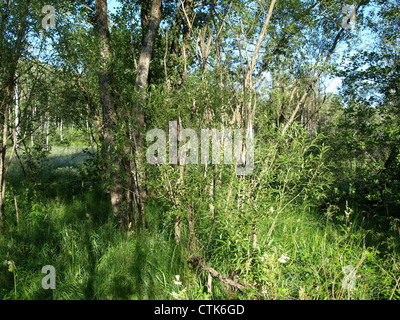 Bois et prairie dans l'Arrach haute lande / Wald und Wiese im Hochmoor Arracher Banque D'Images