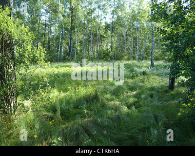 Bois et prairie dans l'Arrach haute lande / Wald und Wiese im Hochmoor Arracher Banque D'Images