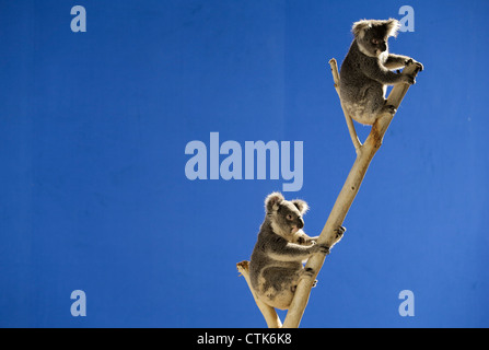 Deux Koalas alerte sur une branche Banque D'Images