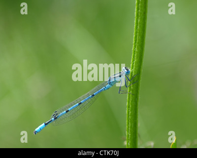 Azure / Demoiselle Coenagrion puella / Hufeisen-Azurjungfer Banque D'Images