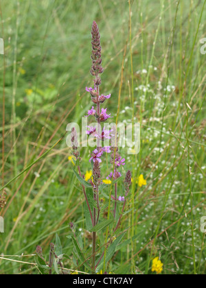 La salicaire commune / Lythrum salicaria / Gewöhnlicher Blutweiderich Banque D'Images