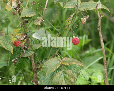 Les framboises rouges sauvages mûrs prêts à prendre / reife wilde rote Himbeeren fertig zum pflücken Banque D'Images