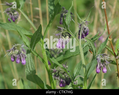 Consoude, consoude Quaker commun / Symphytum officinale / La Société Beinwell Banque D'Images